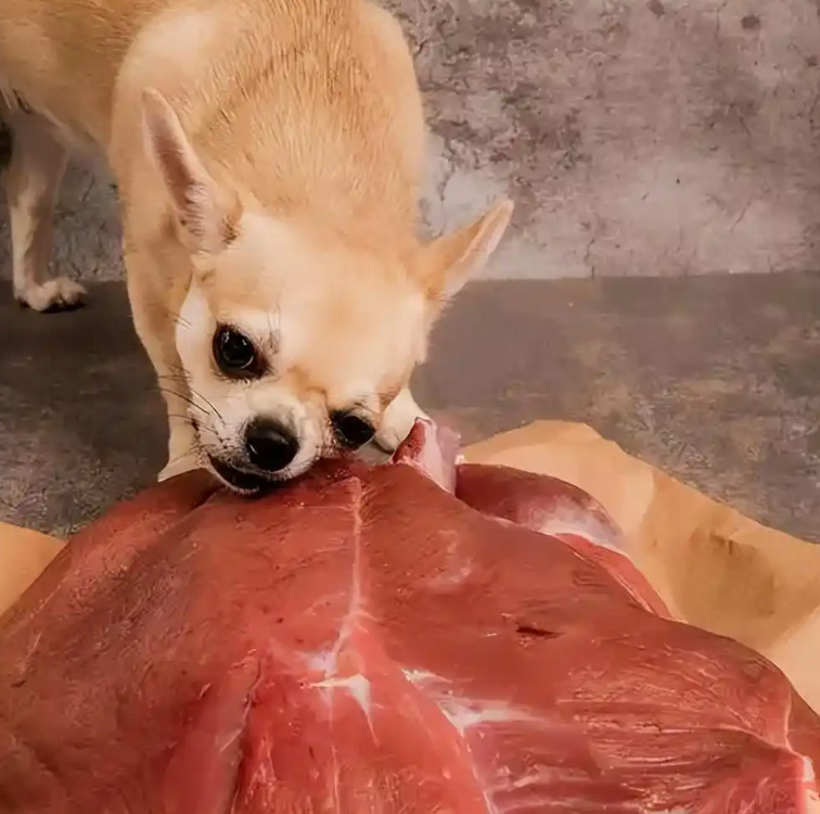 Learn the selection techniques for these 6 types of dog food to avoid being deceived!