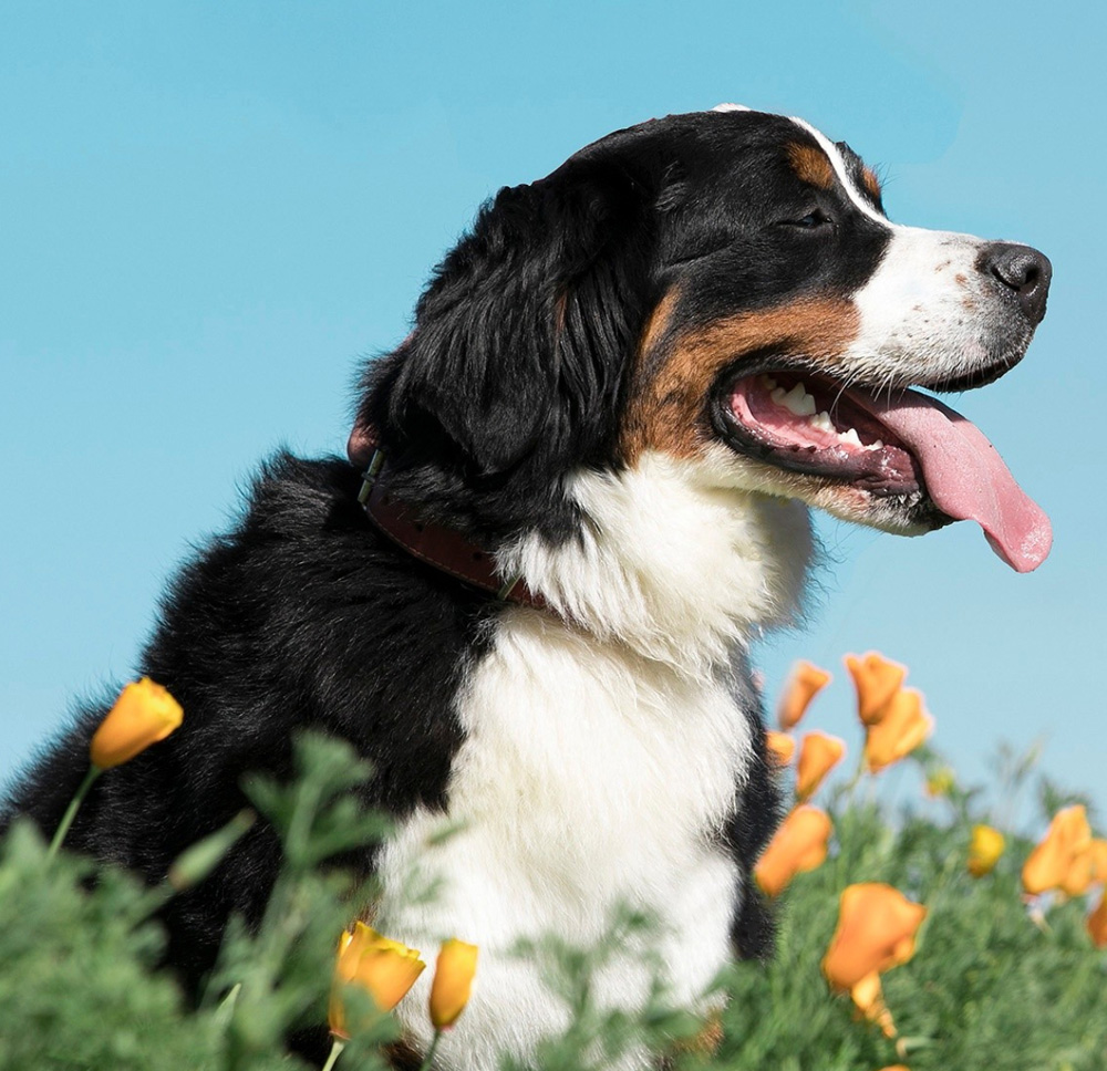 Six hot knowledge about raising dogs, making you a wise navigator in the pet world!