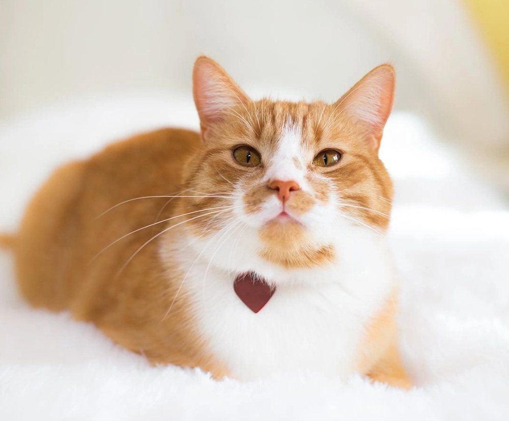 How to choose cat food in 2025? Which one is the favorite of cats?